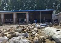 被洪水淹死的几百只羊有了归宿 内幕曝光简直太意外了