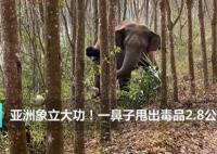 亚洲象一鼻子甩出毒品2.8公斤 内幕曝光简直太意外了