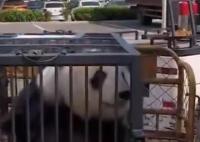 大熊猫美生返乡被直播博主拦车截停 内幕曝光简直太意外了