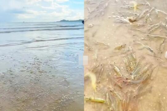 广东一海滩突然涌现大量海虾 广东一海滩突然涌现大量海虾