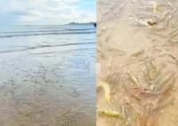 广东一海滩突然涌现大量海虾 内幕曝光简直太罕见了
