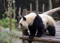 2游客被终生禁入成都大熊猫基地 背后真相实在让人惊愕