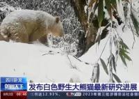 白色野生大熊猫最新研究进展 内幕曝光简直太意外了