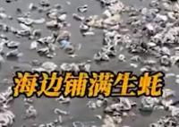 台风苏拉过境广东海滩现大量海鲜 画面曝光简直太意外了