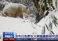 全球首只白色大熊猫最新研究成果 内幕曝光简直太意外了