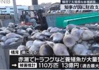 日本长崎百万条养殖鱼死亡 内幕曝光简直太意外了