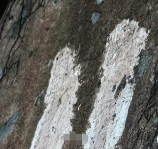 青岛有重要史料价值石刻遭水泥涂抹 背后真相实在让人惊愕
