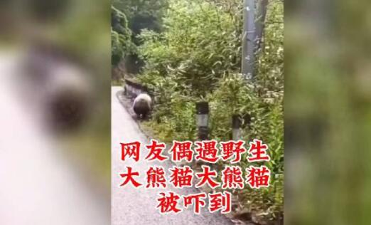 野生大熊猫被偶遇 下一秒拔腿就跑 背后真相实在让人惊愕