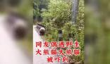 野生大熊猫被偶遇 下一秒拔腿就跑 内幕曝光简直太意外了