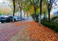 淄博36条道路实行“落叶缓扫” 五彩斑斓的落叶记录秋天的美