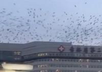 吉林一医院上空有大量飞鸟盘旋 内幕曝光简直太罕见了