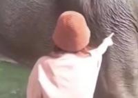 游客在越南摸大象被大象直接放倒 内幕曝光简直太意外了