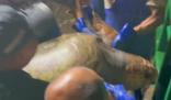 渔民误捕300斤大海龟后果断放生 内幕曝光简直太意外了