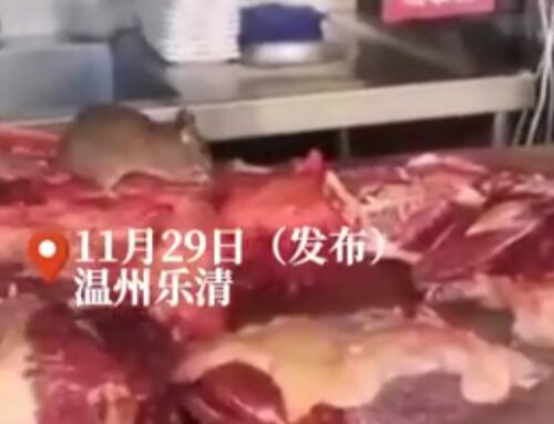 温州一火锅店现老鼠啃食生牛肉 内幕曝光简直太意外了