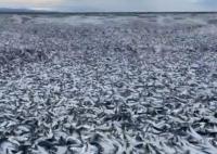 日本北海道海岸现大量沙丁鱼尸体 内幕曝光简直太意外了